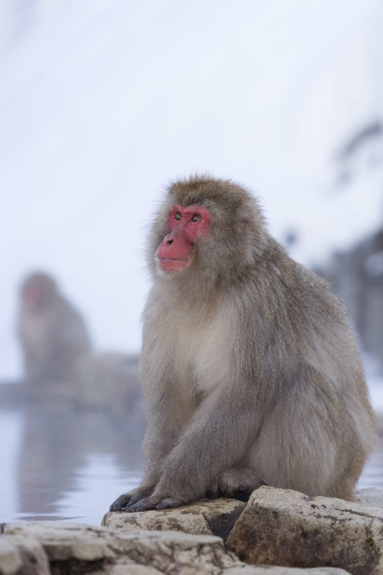 Snow Monkeyを撮影2 2 Aで撮る信州 地獄谷野猿公苑の日本猿 ブログ