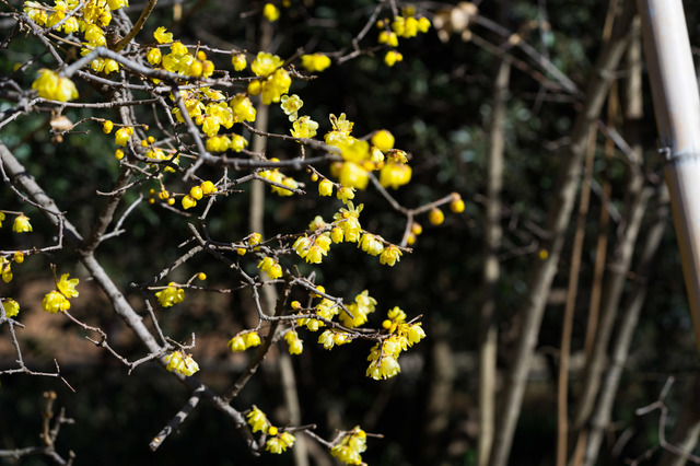 DSC04290.jpg