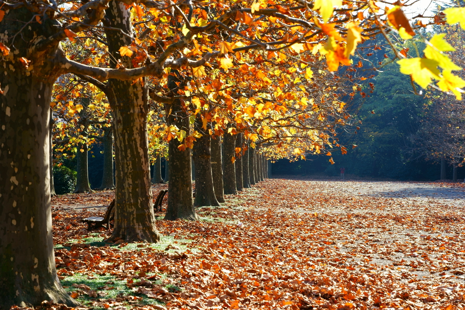 東京の紅葉スポット Aで撮る新宿御苑の紅葉 ブログ