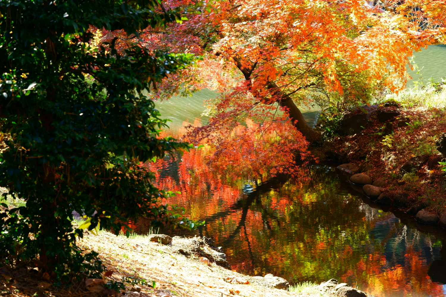 東京の紅葉スポット Aで撮る新宿御苑の紅葉 ブログ